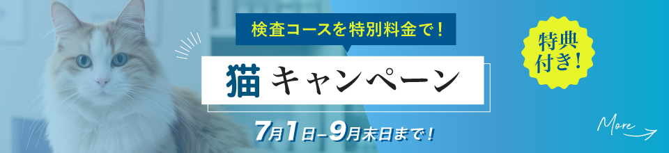 猫キャンペーン