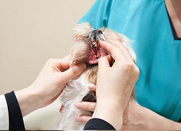 犬の口を開ける獣医師