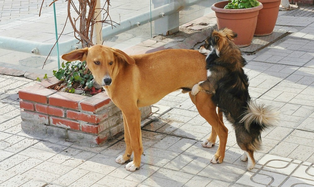 【犬と猫の避妊・去勢】アイキャッチ画像