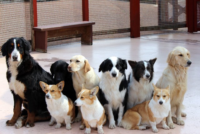 【犬と猫の避妊・去勢】アイキャッチ画像