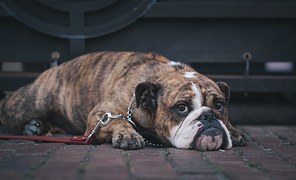 【犬と猫の避妊・去勢】アイキャッチ画像