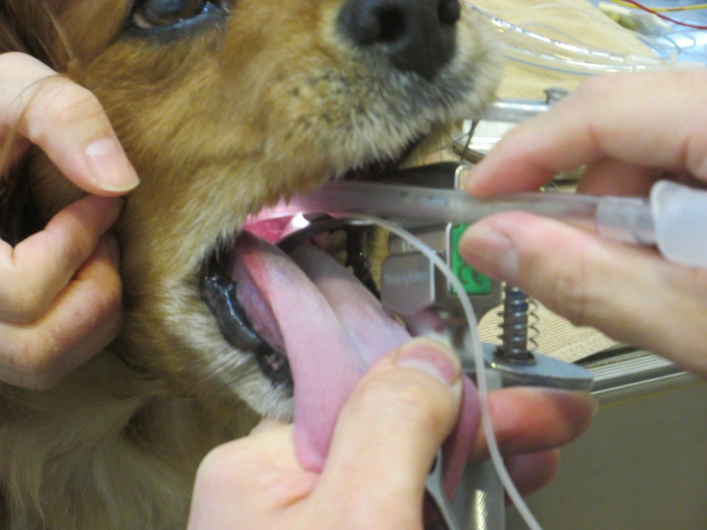 【犬と猫の避妊・去勢】アイキャッチ画像