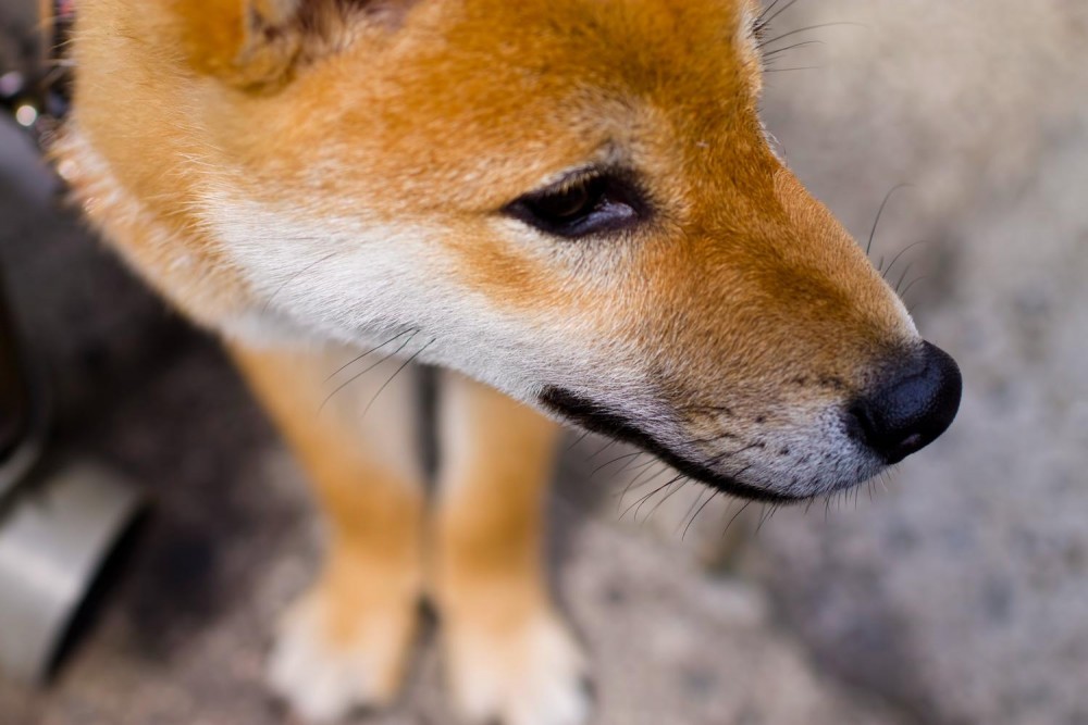 【犬と猫の避妊・去勢】アイキャッチ画像