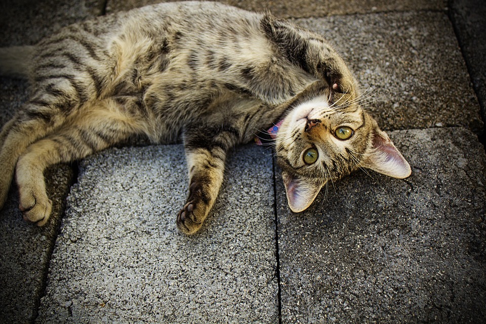 【犬と猫の避妊・去勢】アイキャッチ画像