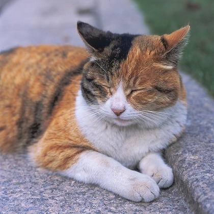 【犬と猫の避妊・去勢】アイキャッチ画像