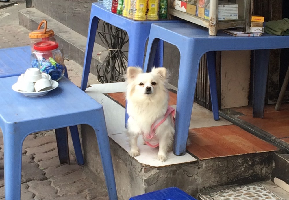 【犬と猫の避妊・去勢】アイキャッチ画像