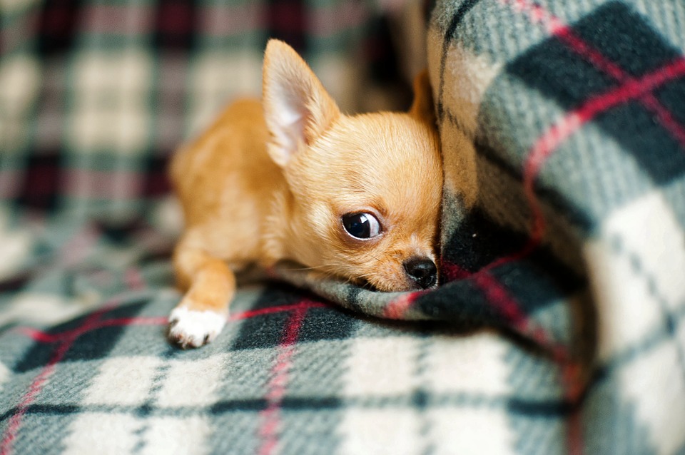 【犬と猫の避妊・去勢】アイキャッチ画像