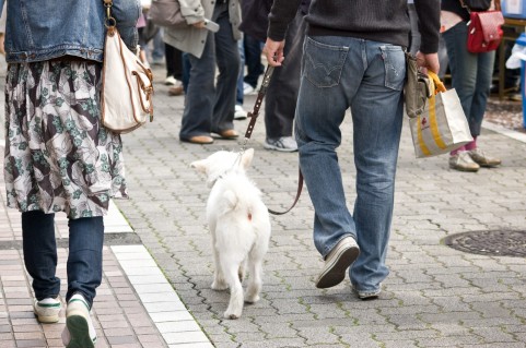 【犬と猫の避妊・去勢】アイキャッチ画像