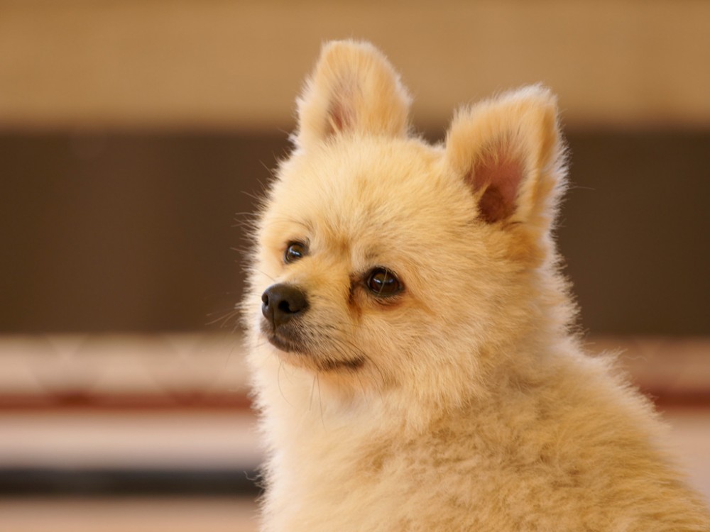 【犬と猫の避妊・去勢】アイキャッチ画像