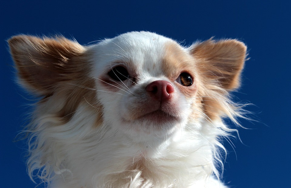 【犬と猫の避妊・去勢】アイキャッチ画像