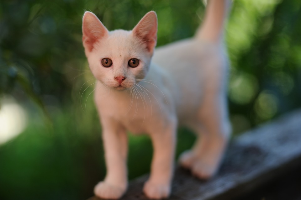 【犬と猫の避妊・去勢】アイキャッチ画像