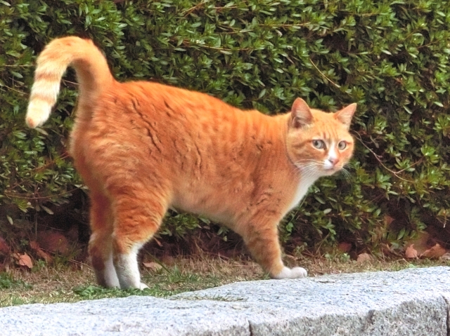 【犬と猫の避妊・去勢】アイキャッチ画像