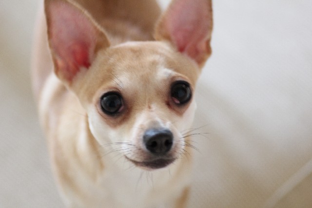 【犬と猫の避妊・去勢】アイキャッチ画像