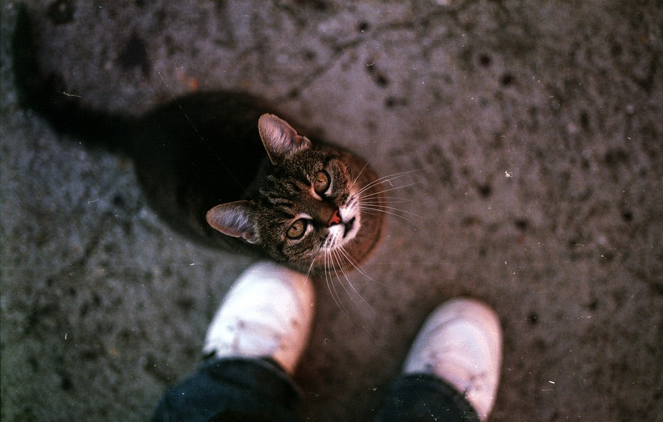 【犬と猫の避妊・去勢】アイキャッチ画像