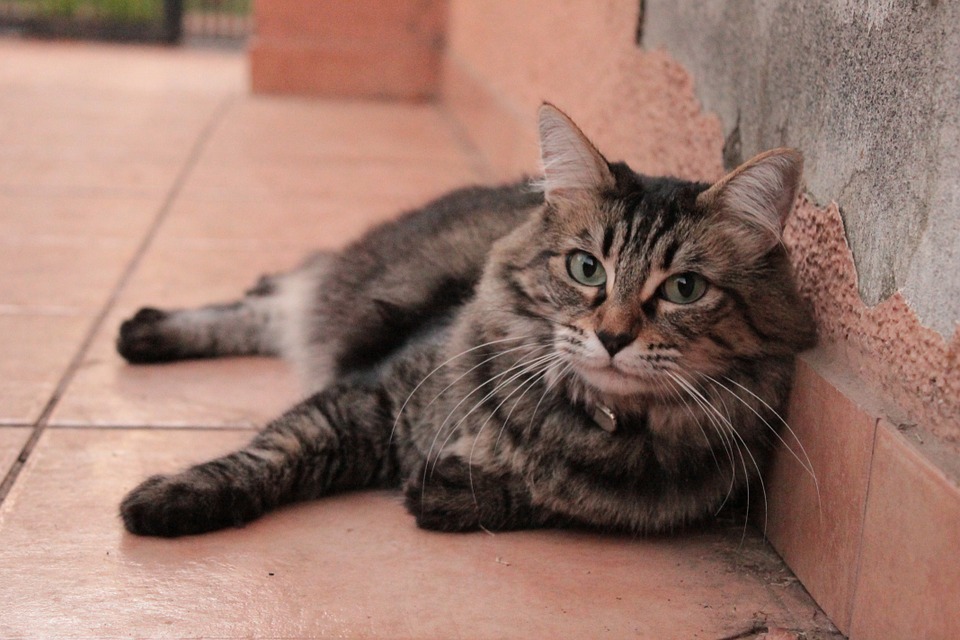 【犬と猫の避妊・去勢】アイキャッチ画像