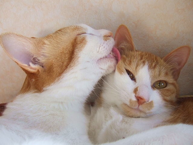 【犬と猫の避妊・去勢】アイキャッチ画像