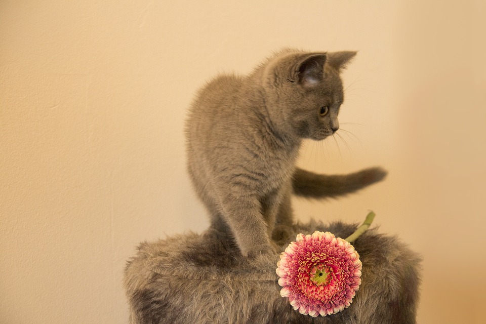 【犬と猫の避妊・去勢】アイキャッチ画像