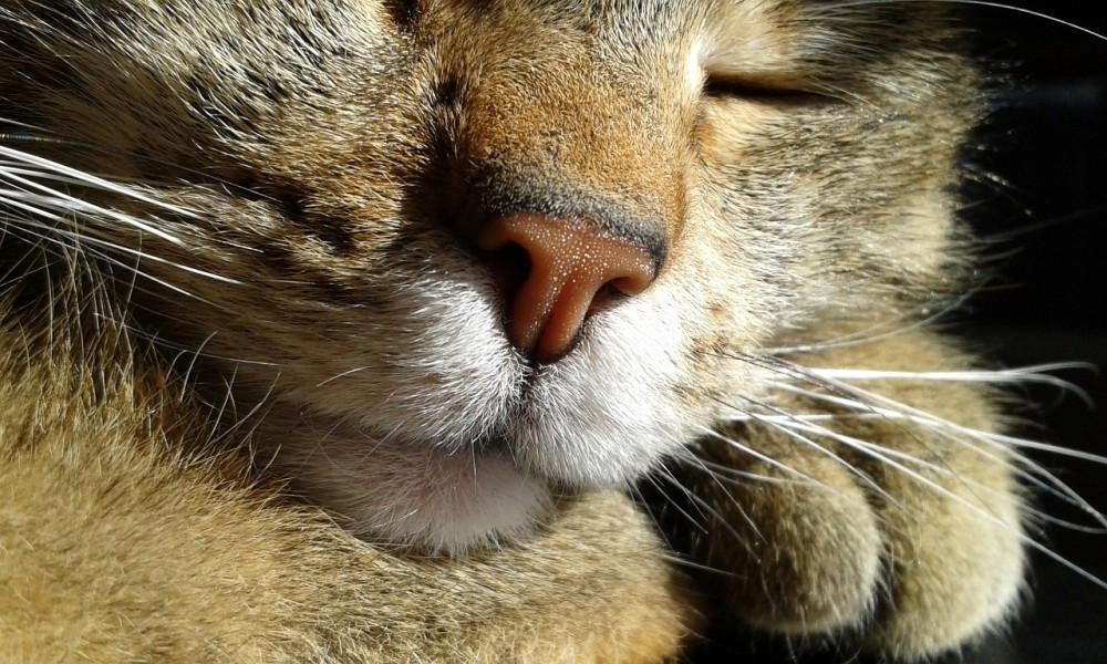 【犬と猫の避妊・去勢】アイキャッチ画像