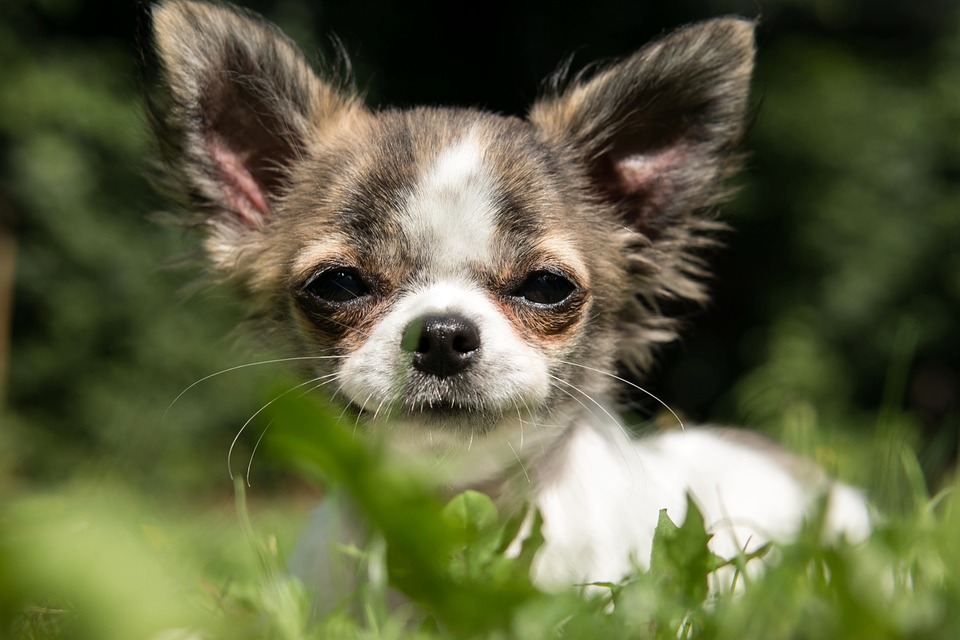 【犬と猫の避妊・去勢】アイキャッチ画像