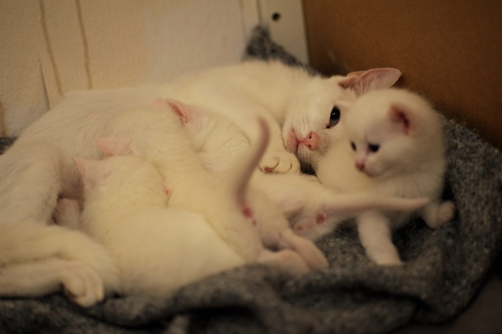 【犬と猫の避妊・去勢】アイキャッチ画像