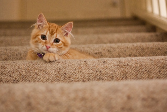 【犬と猫の避妊・去勢】アイキャッチ画像