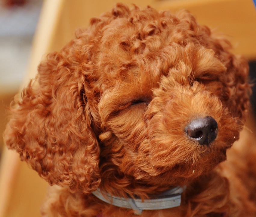 【犬と猫の避妊・去勢】アイキャッチ画像