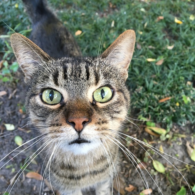 【犬と猫の避妊・去勢】アイキャッチ画像