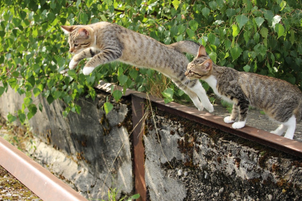 【犬と猫の避妊・去勢】アイキャッチ画像