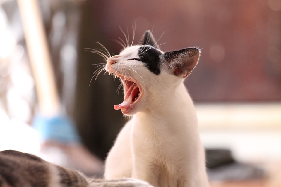 【犬と猫の避妊・去勢】アイキャッチ画像