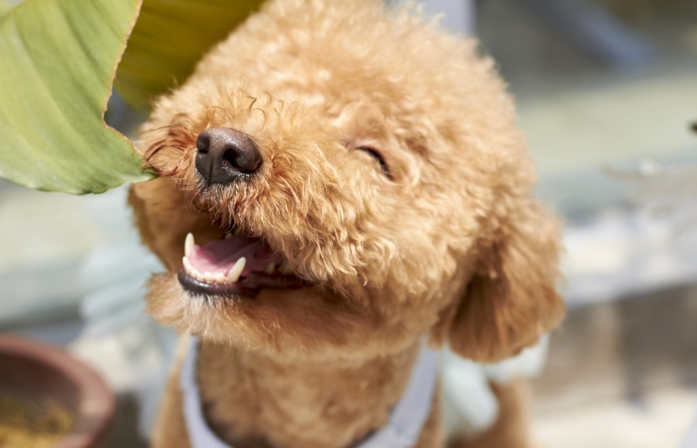 【犬と猫の避妊・去勢】アイキャッチ画像