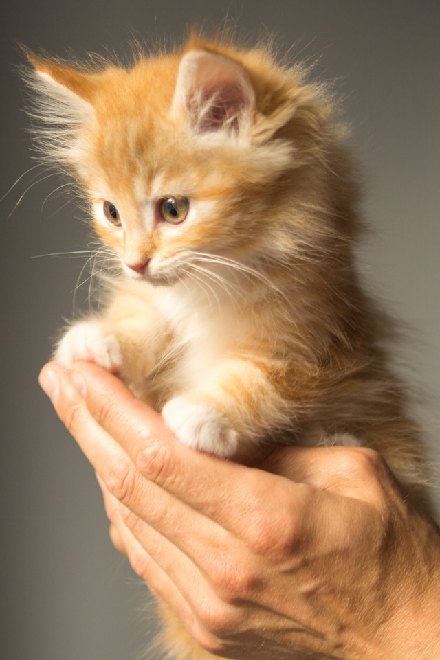 【犬と猫の避妊・去勢】アイキャッチ画像