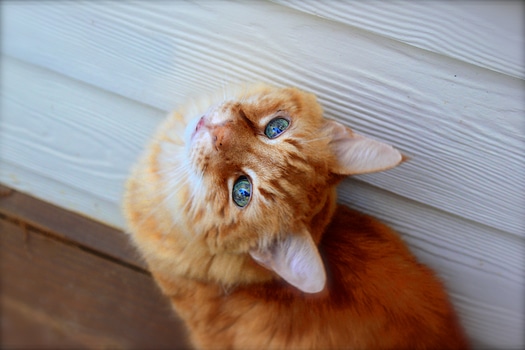 【犬と猫の避妊・去勢】アイキャッチ画像