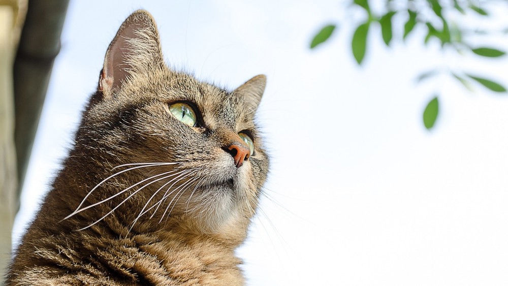 【犬と猫の避妊・去勢】アイキャッチ画像