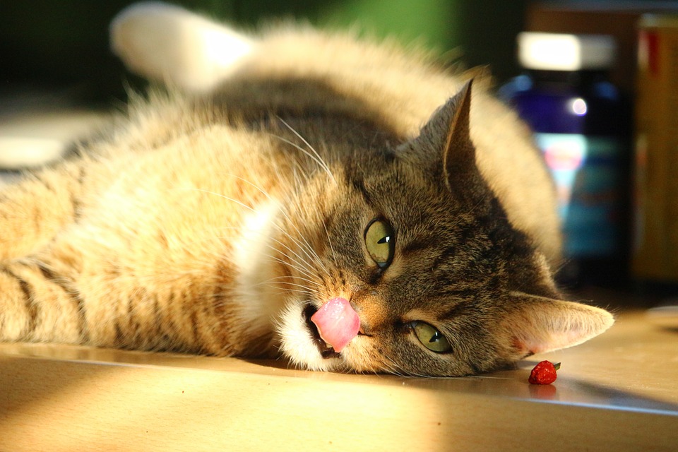 【犬と猫の避妊・去勢】アイキャッチ画像