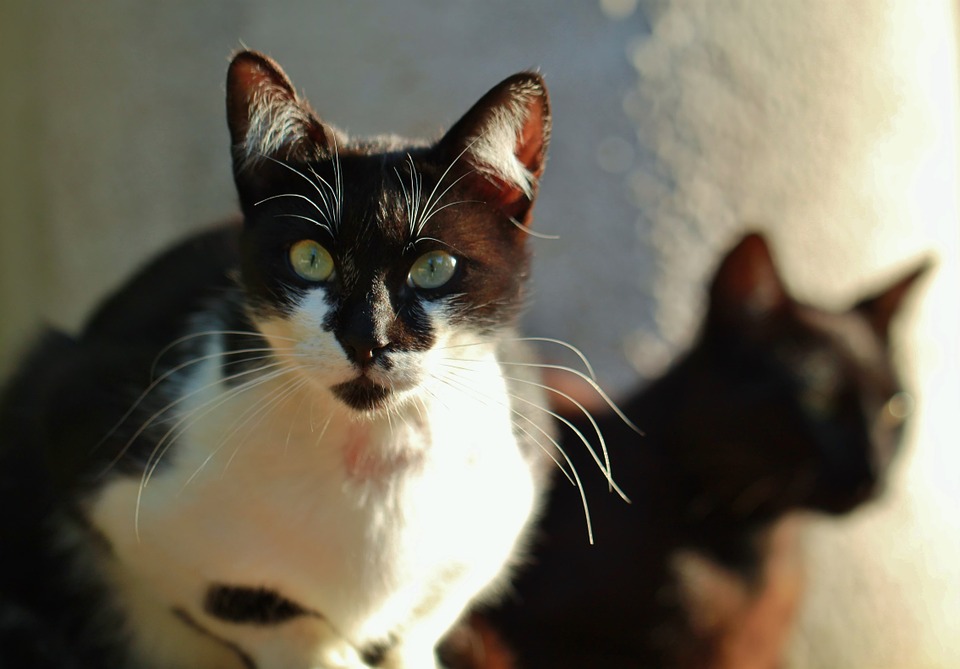 【犬と猫の避妊・去勢】アイキャッチ画像