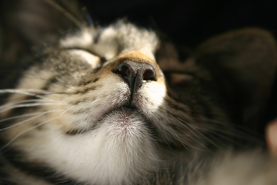 【犬と猫の避妊・去勢】アイキャッチ画像