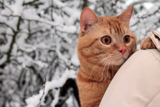 cat
