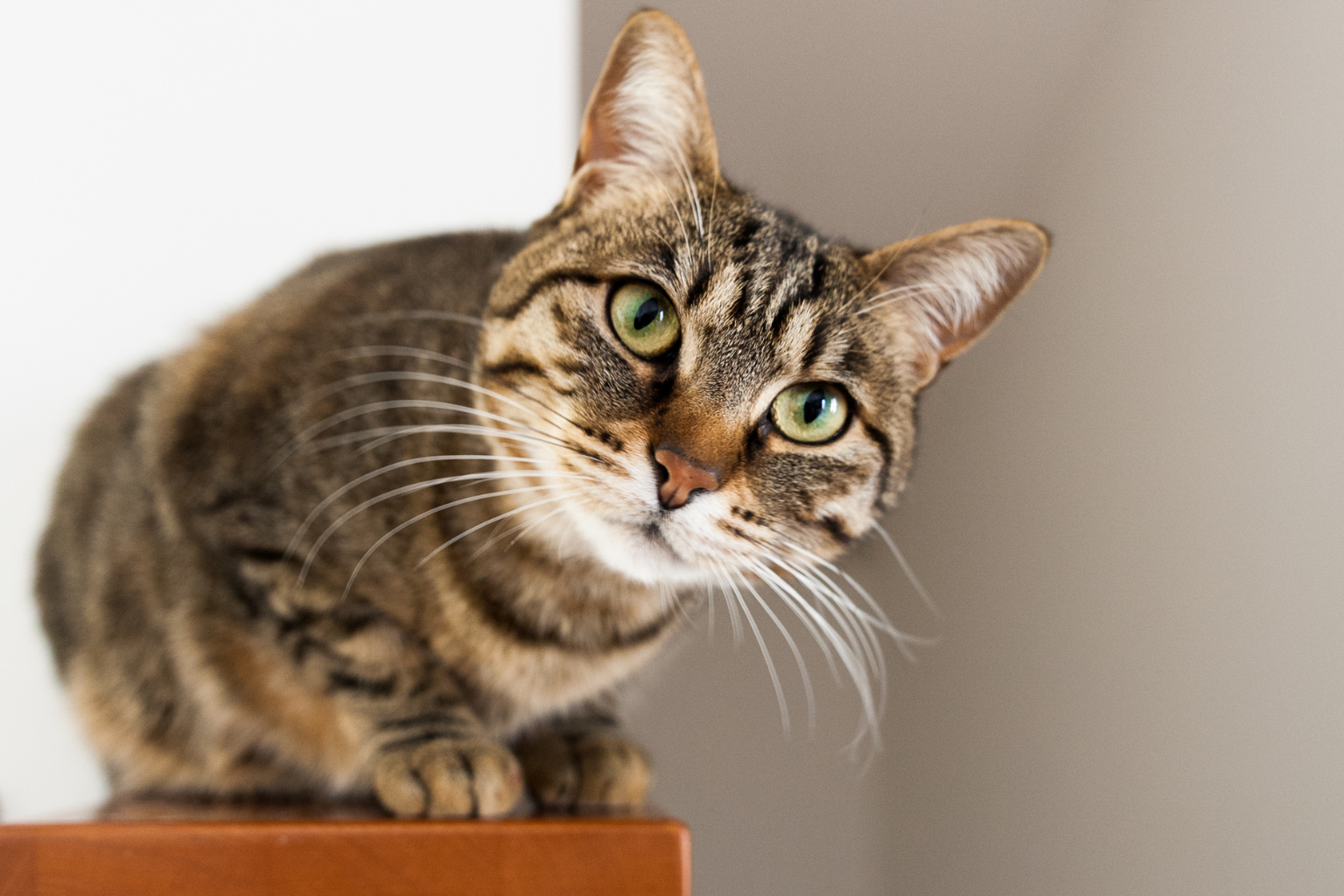 食道裂孔ヘルニアとは何ですか?